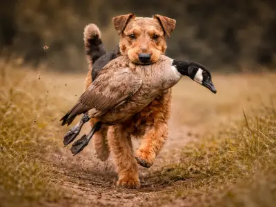Airedale Terrier, perro de caza robusto y versátil
