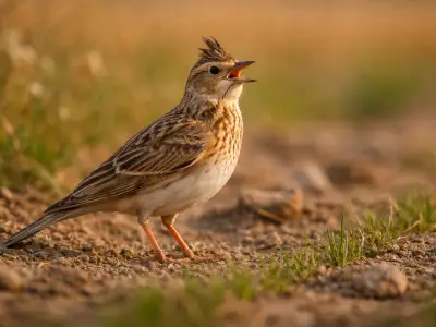 Skylark small game bird in farmland