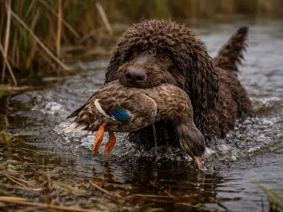 Barbet Wasserhund Jagdhund apportierend