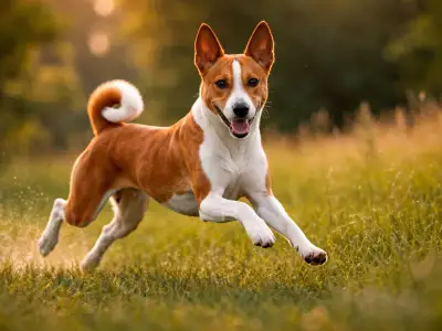 Basenji corriendo en terreno abierto, perro de caza africano rápido y ágil
