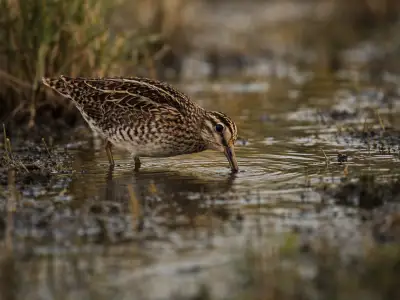 Common snipe small game bird in wetland