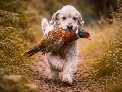 Bedlington Terrier, agiler und ausdauernder Jagdhund