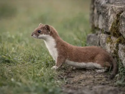 Least weasel small predator in grassland