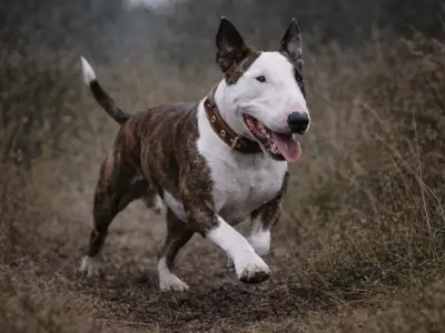 Bull Terrier corriendo en terreno natural, musculoso con perfil característico