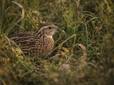 Common quail small game bird in field