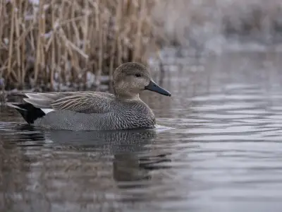 Gadwall waterfowl on calm water