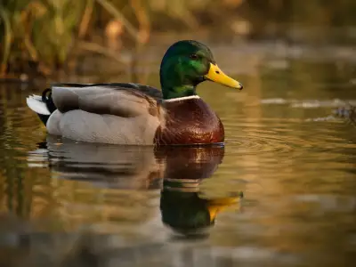 Mallard duck small game waterfowl