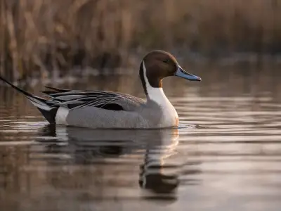 Northern pintail waterfowl in marsh