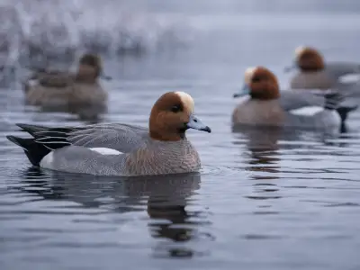 Eurasian wigeon waterfowl on wetland