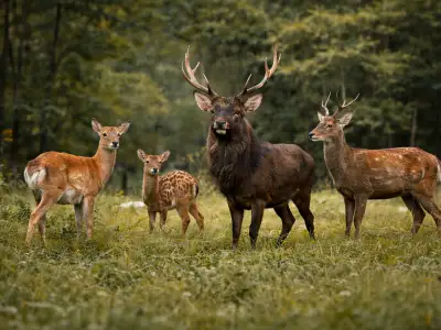 Sika deer (Cervus nippon) in its natural habitat