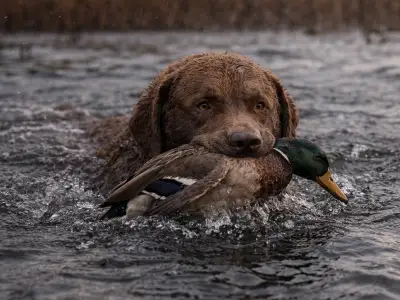 Chesapeake Bay Retriever Jagdhund apportierender Wasserhund