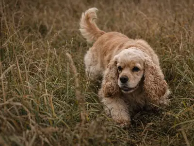 Amerikanischer Cocker Spaniel Jagdhund stöbernder Hund
