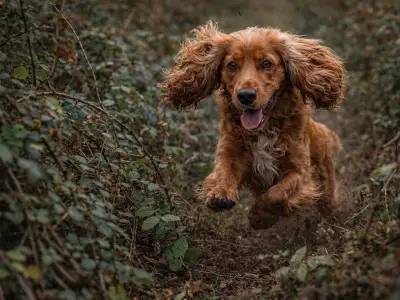 Englischer Cocker Spaniel Jagdhund stöbernder Hund