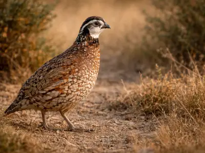 Quail small game bird in open habitat