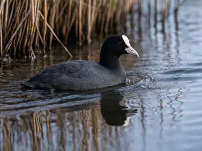 Eurasian coot water bird on pond