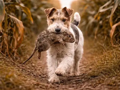 Fox Terrier, lebhafter und mutiger Jagdhund