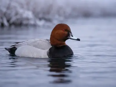 Common pochard diving duck on lake