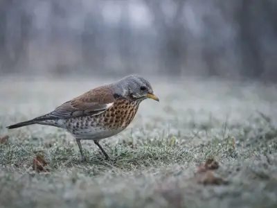Fieldfare migratory thrush in winter meadow