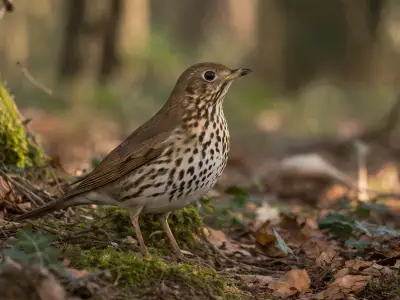 Song thrush migratory bird in woodland