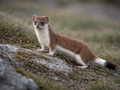Stoat small predator in grassland