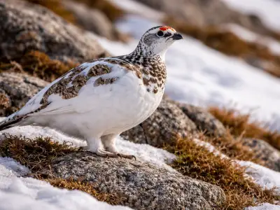 Rock ptarmigan small game bird in mountain habitat