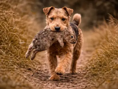 Lakeland Terrier, perro de caza vivaz y decidido