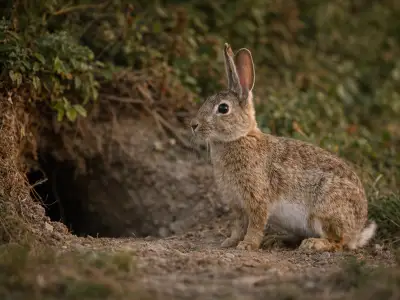 European rabbit small game mammal