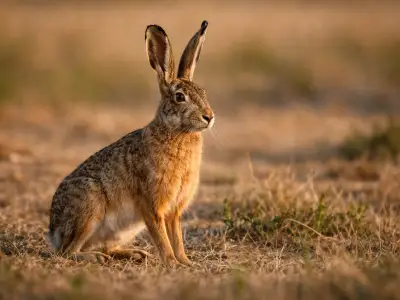 European hare small game mammal in field