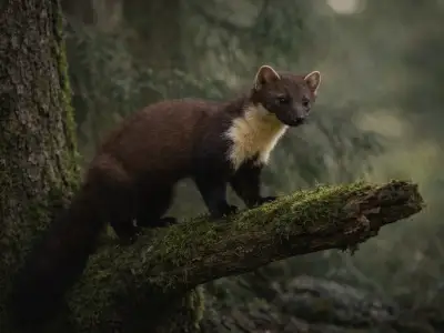 Pine marten forest predator in woodland