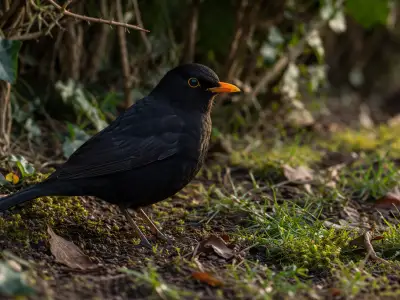 Common blackbird migratory bird in hedgerow