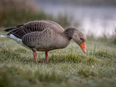 Wild goose waterfowl in wet meadow