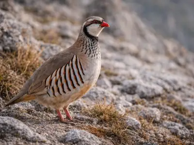 Rock partridge small game bird in mountain slopes
