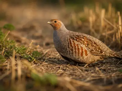 Grey partridge small game bird in farmland