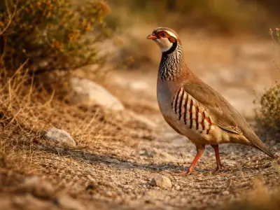 Red-legged partridge small game bird