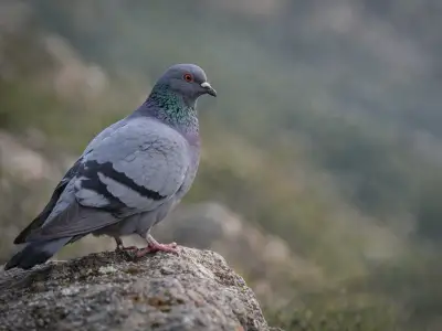 Rock dove wild pigeon in open habitat