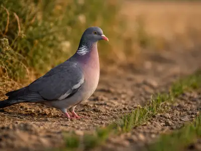 Common wood pigeon small game bird