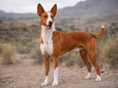 Podenco canario de pie en un paisaje seco y rocoso, con pelaje leonado y blanco y grandes orejas erguidas