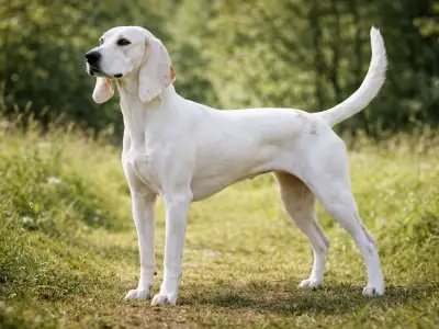 Porcelaine hunting hound