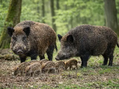 Wild boar (Sus scrofa) in its natural habitat