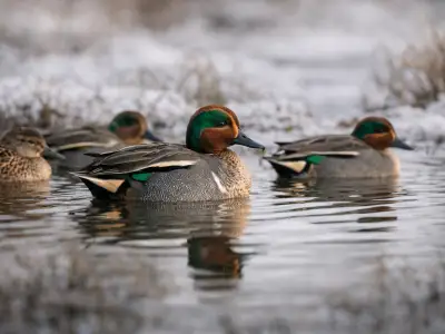 Teal duck small game waterfowl