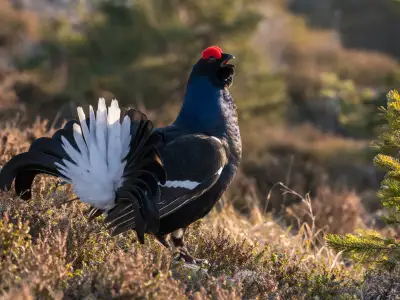 Black grouse small game bird in mountain moorland