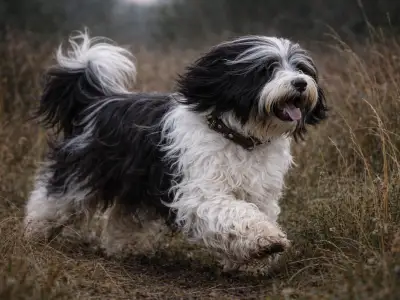Tibetan Terrier corriendo entre hierba alta en terreno de caza