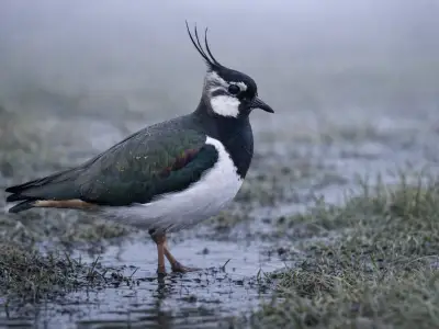 Northern lapwing wetland bird in marsh meadow