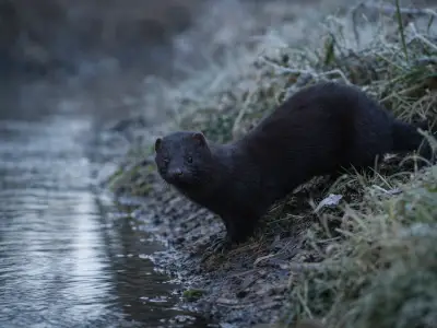 American mink invasive predator along riverbank