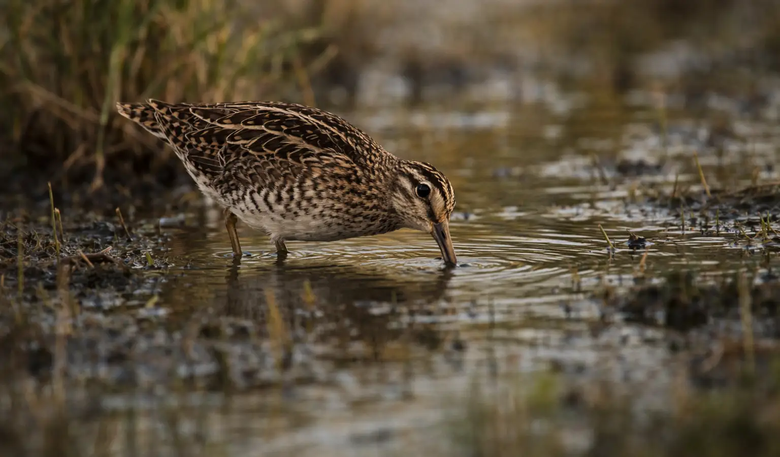 Bekassine Federwild Kleinwild im Feuchtgebiet