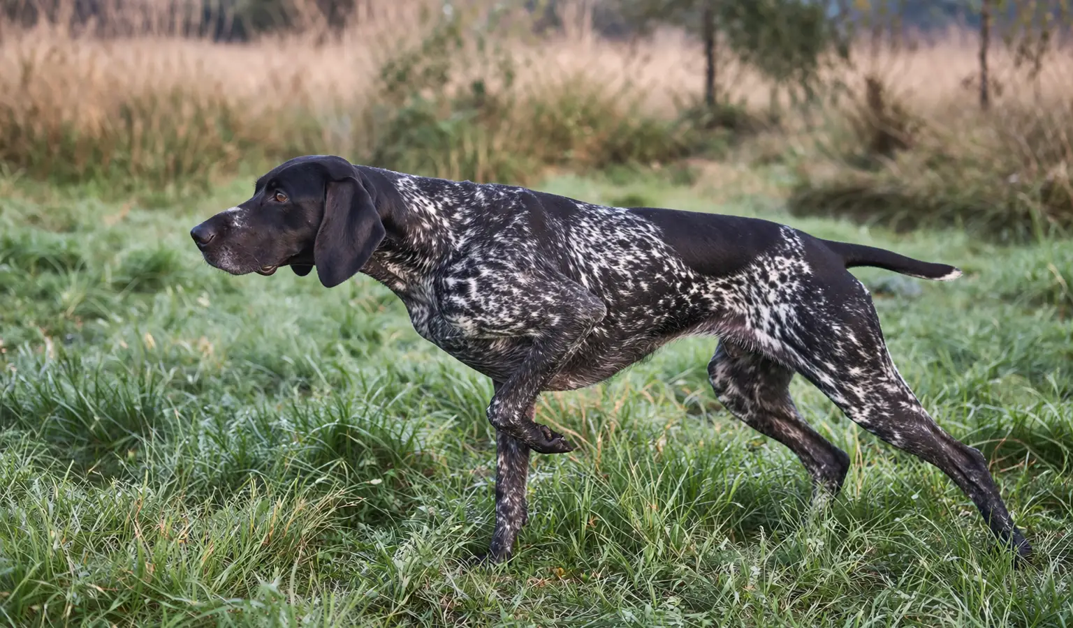 Braque d'Auvergne hunting pointing dog