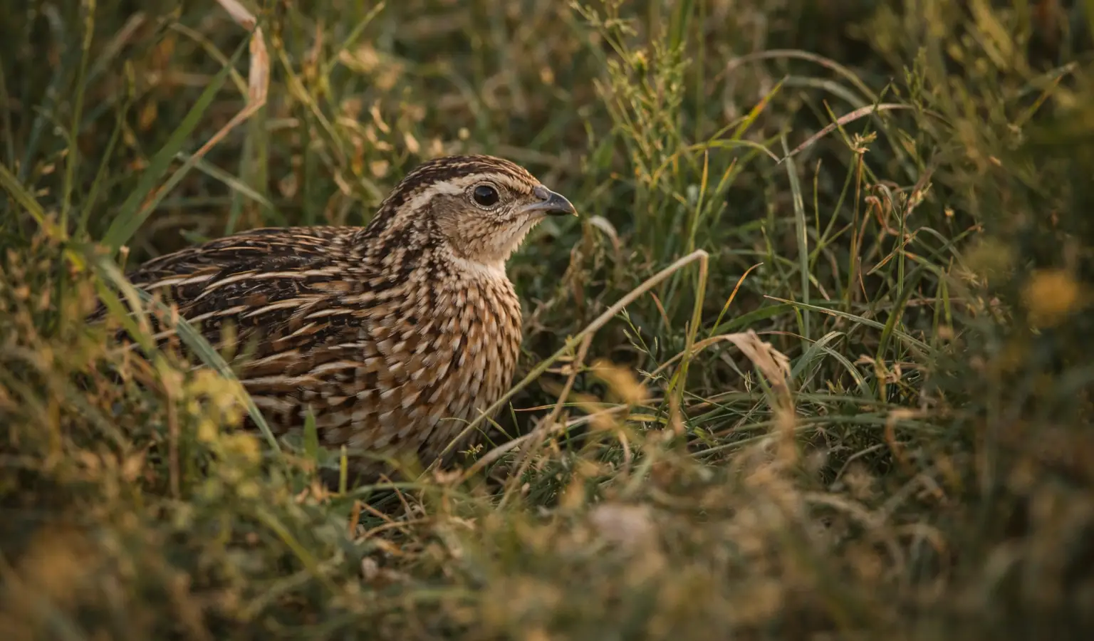 Wachtel Federwild Kleinwild im Feld