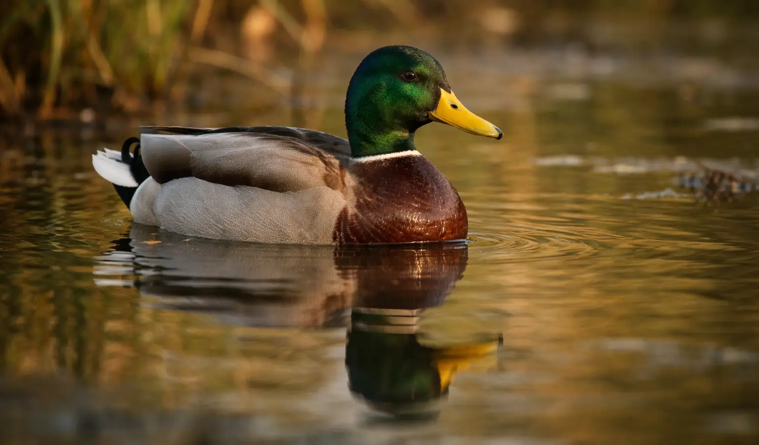 Mallard duck small game waterfowl