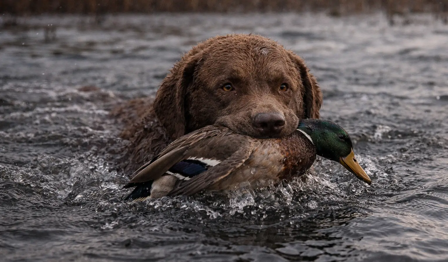 Chesapeake Bay Retriever Jagdhund apportierender Wasserhund
