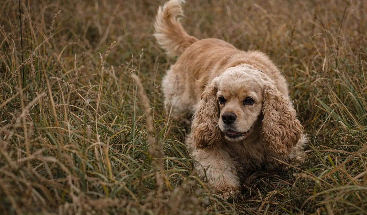 Amerikanischer Cocker Spaniel Jagdhund stöbernder Hund